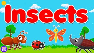 Information ClevKid | Insect Names 🐜 Fun Bug Learning for Kids, Toddlers & Preschool News