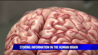 Storing Information in the Brain
