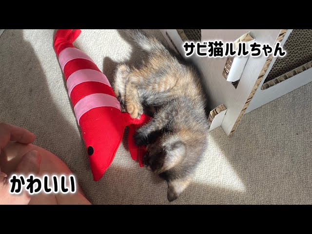 Tortoiseshell cat Lulu-chan ٩( 'ω' )و - YouTube