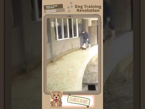 Caught on Camera - BABY PANDAS Playing With Zookeeper #Shorts