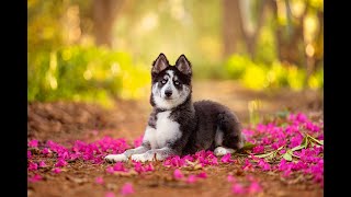 Ina J Photography - Canberra Pet Photographer - Client Testimonial