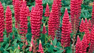 How to Plant Lupine Seeds