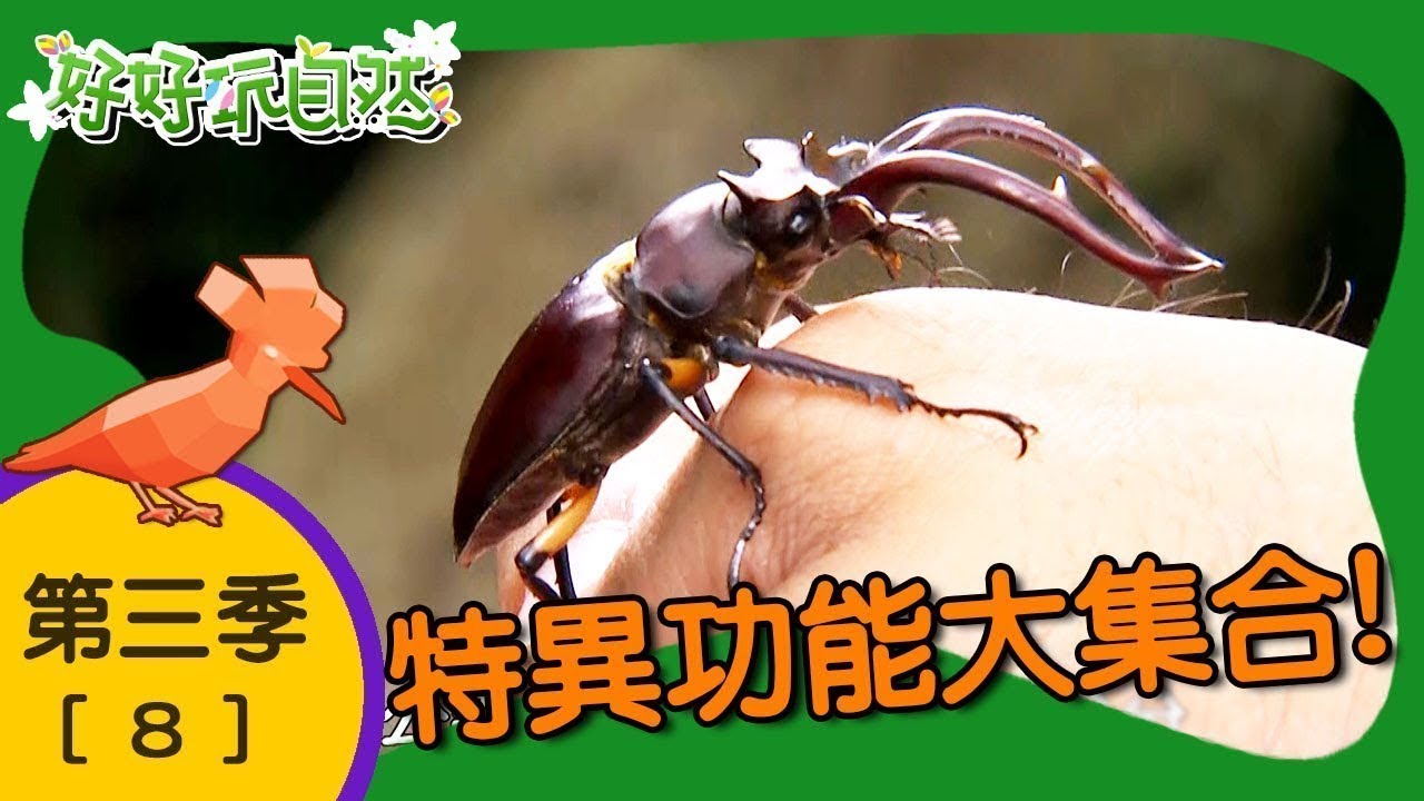 【好好玩自然】特異功能大集合！冠羽畫眉 印度蜓蜥｜第8集_第三季｜霧社｜柳丁哥哥 崇瑋老師｜生態探索｜YOYO