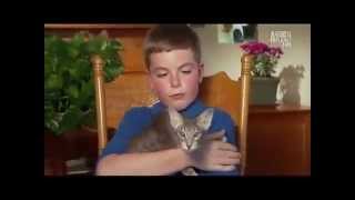 Ориентальные кошки Ориентальные кошки