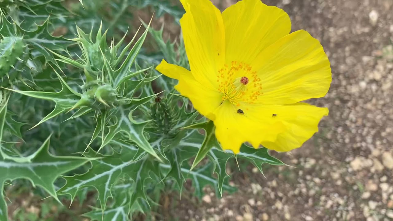 Mexican Prickly Poppy