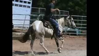Hank. Buckskin Paint Trick Horse
