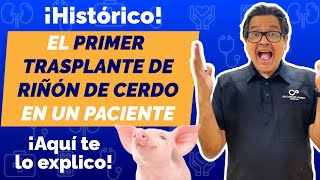 ¡Histórico! El primero trasplante de #riñón de cerdo en un paciente 🐽 ¡Aquí te lo explico!