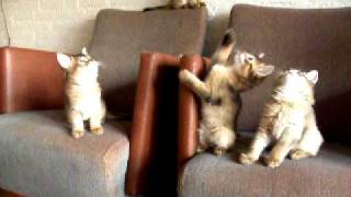 Ferox Somali H litter almost 8 weeks, Holiday home, looks like a ball game:-) screenshot 3