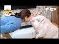 주인을 너무 사랑한 돼지 l Pig Who Loves Her Guardian SO MUCH