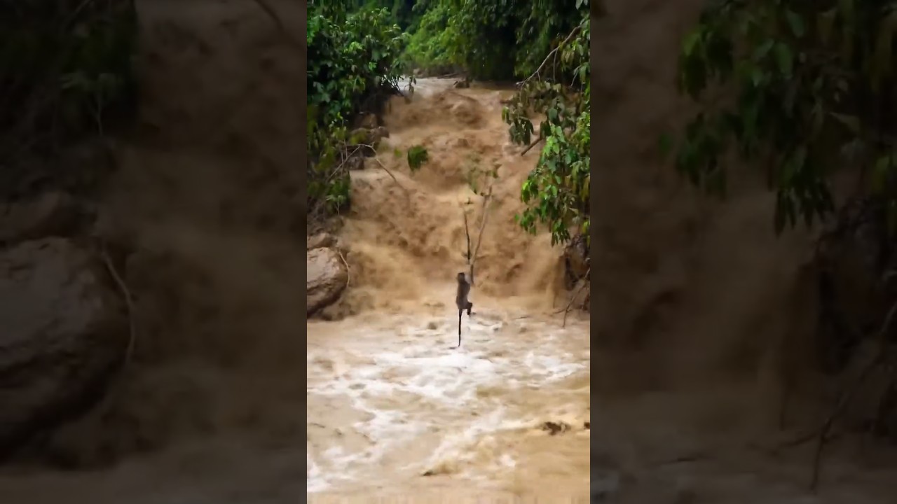 🙉🌊monkey fall in water