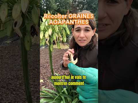 Vidéo : Multiplier une agapanthe par le semis