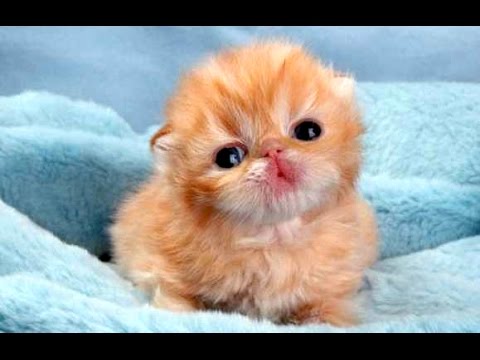 Funny Cute Baby Animal Videos Compilation 2014 [NEW] - YouTube