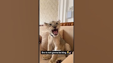 Mijn geredde leeuw is klaar om te gaan 🦁