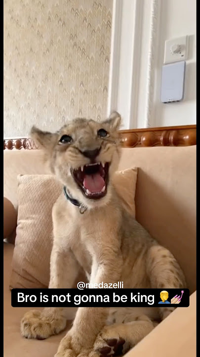 My Rescued Lion Is Ready To Go 🦁