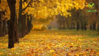 Wow Satisfying Leaf Falling Looking So Relaxing Autumn Leaves Status Video
