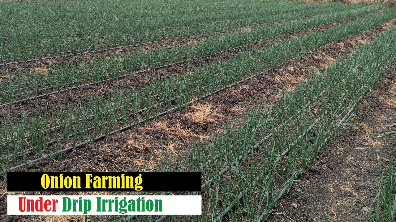 Onion farming under drip irrigation YouTube