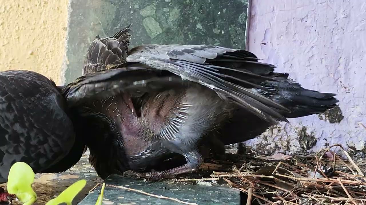 Relaxing & Satisfying Moment with Pigeon Family V1 22nd Feb 2026 11:52 PM