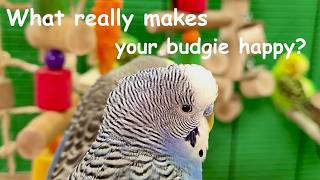 relaxing budgie sounds that will actually make your pet parrot happy and healthy