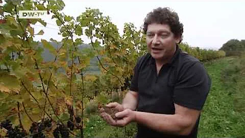 From Vine to Wine --  The Highest Vineyard | euromaxx