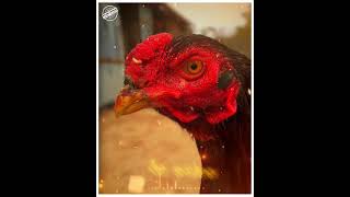 🐓Sandai Seval ||🔥 Sandai Seval 🔥Mass 💥WhatsApp status tamil 🐓Sandai Seval ||🔥 Sandai Seval 🔥Mass 💥WhatsApp status tamil
