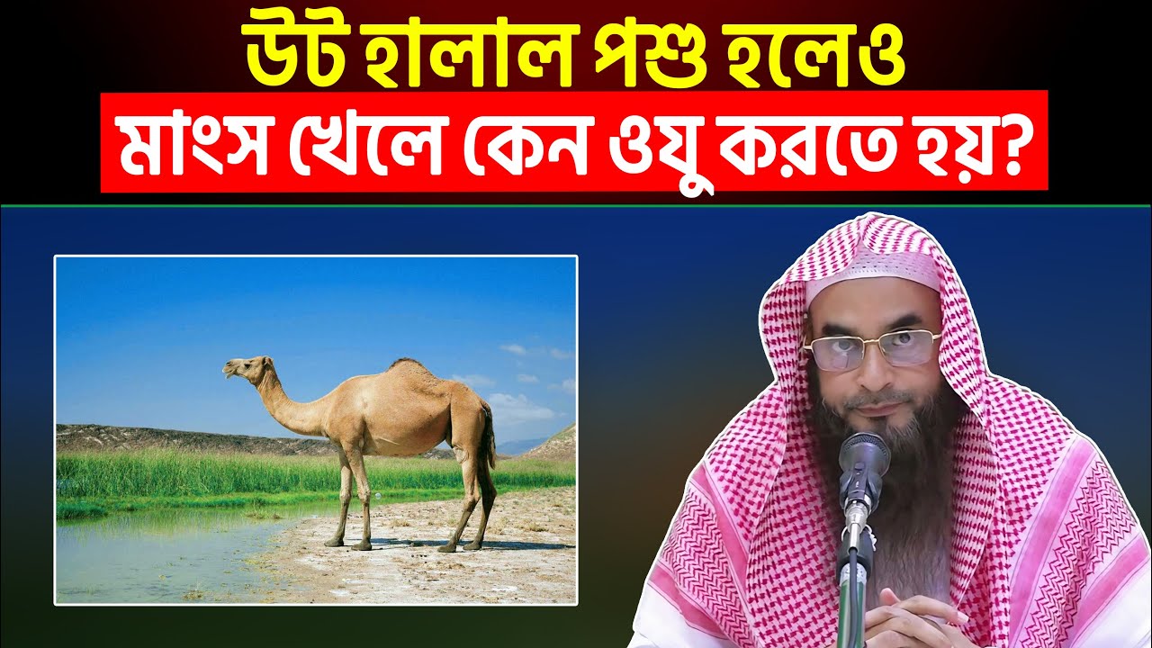 উট হালাল পশু হলেও মাংস খেলে কেন ওযু করতে হয়? শায়খ মতিউর রহমান মাদানী