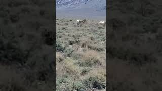 Antelopes In The Nevada Desert