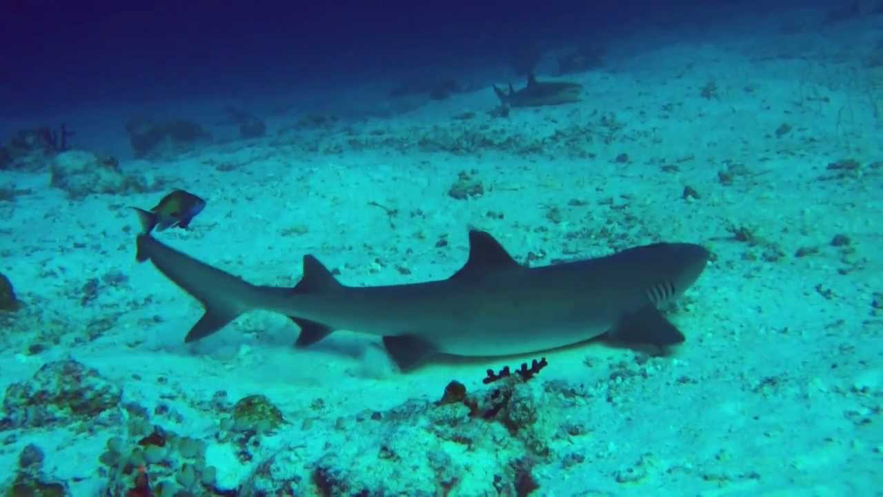 Cápák - Maldív-szigetek búvárszafari 2014 - YouTube