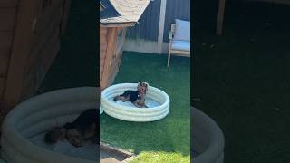 I guess Henry will have to share his new paddling pool 😅🫶🏻