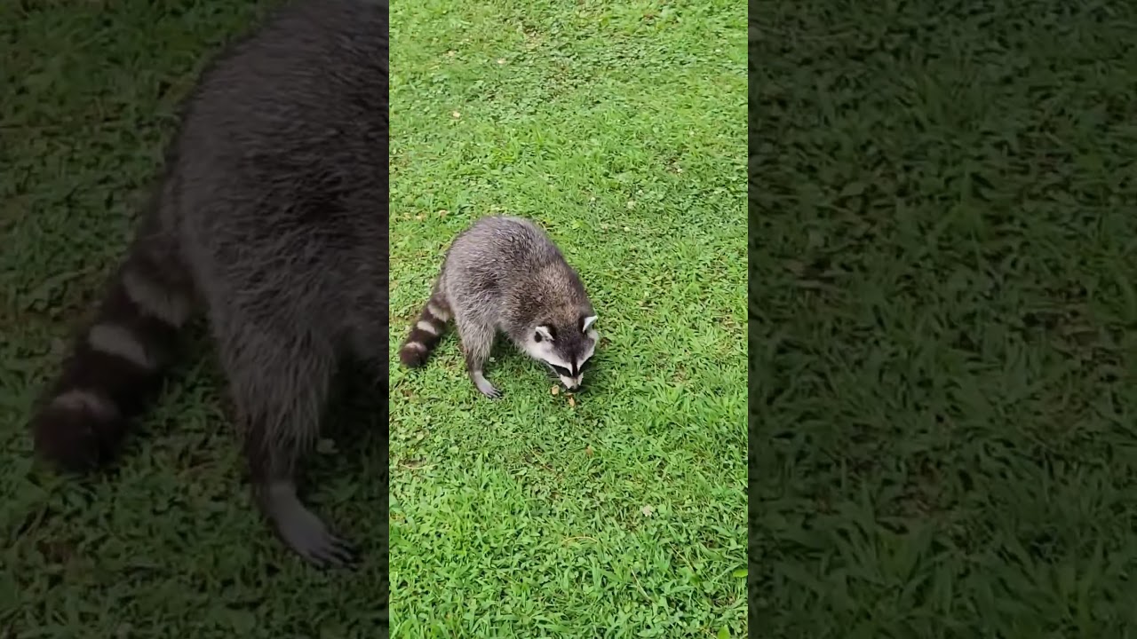 The raccoons want to keep me for themselves. And the peanuts.