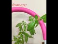 بذر ریحون بکارید :::ابتدا یک عدد پوست تخم مرغ خام را آماده گذاشتم انتهای آن را سوراخ زدم داخلش .....