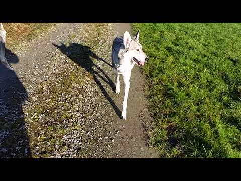 Social Walk Hundeschule mit Saarlooswolfhonden