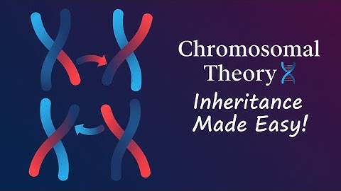 Chromosomal Theory of Inheritance Explained| Sutton and Boveri| Class 12 Genetics Made Easy|  