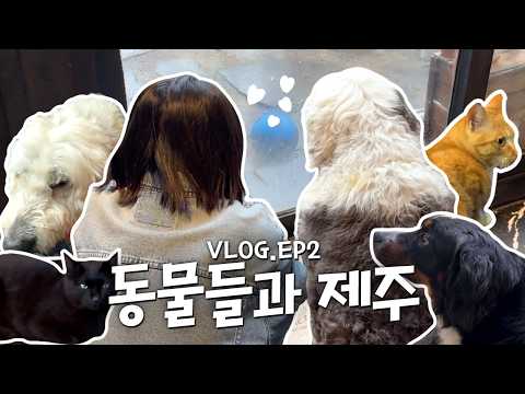 Seeing lots of cute things and eating lots of delicious food💕 | Jeju Island Vlog Part 2