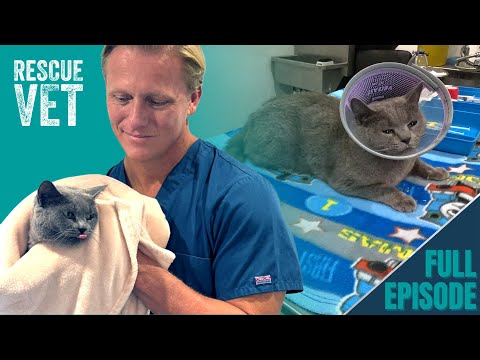 From Spicy to Sweet: The Cat Who Got a “Personality Transplant”