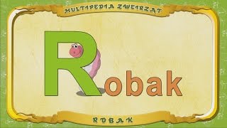 Multipedia Zwierząt. Litera R - Robak