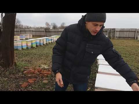 Пасека Алексей "Борец"250 пчелосимей.