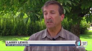 Toxic algal bloom impacting people, animals and farms in 2 counties