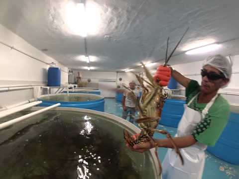 Caribbean Spiny Lobster from Cancun and the Rivera Maya - Intro & Size