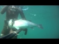 Pesca submarina robalos galicia spearfishing sea bass labrax spigola