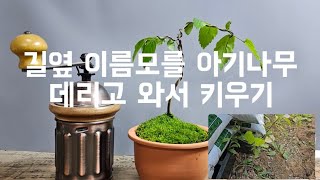 [화분키우기]이름모를 어린묘목 구출? 하기/화분에 옮겨 키우기