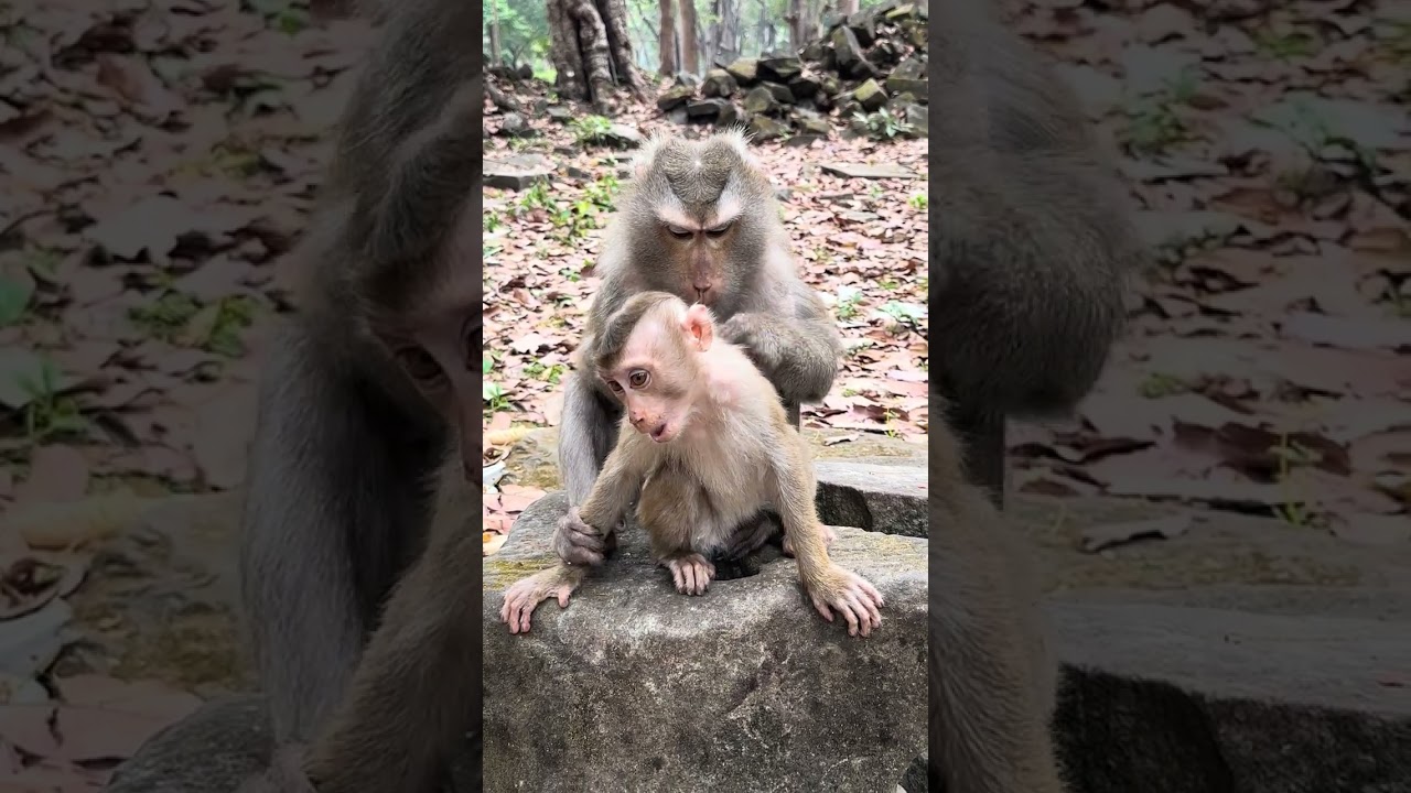 Amazing Monkeys Mom Libby / Awesome Lovely Monkeys