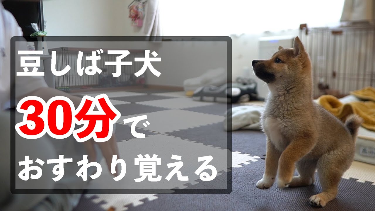 生後2ヶ月の豆柴子犬に「おすわり」の練習をさせたら天才だった - YouTube
