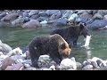 野生のヒグマと遭遇 サケを捕食＠北海道 知床 2013/10/10