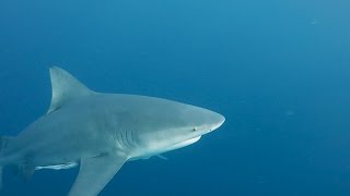 Florida Shark Diving  Free Diving with Bulls, Sandbars and Lemon Sharks off the Coast of Jupiter