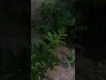 Listen to the rustling leaves🍃✨ #love #viral #shorts #soothingsounds #foryou #viralshorts