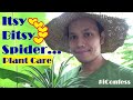 Paano Alagaan ang Spider Plant + Facts and Propagation (Spider Plant Care - With English Subtitle)