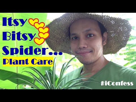 Paano Alagaan ang Spider Plant + Facts and Propagation (Spider Plant Care - With English Subtitle)