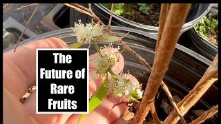 The Future of Rare Fruits @ Flying Fox Fruits - Florida Farm