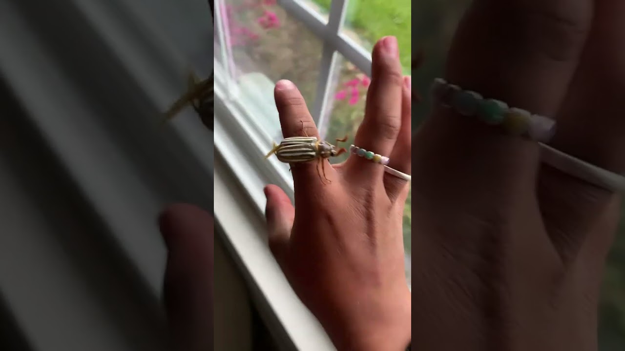 10 lined June beetle