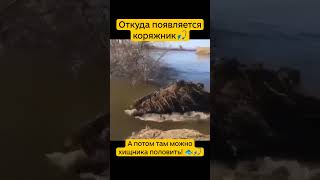Рождение новой точки ловли хищника 👍#рыбалка #коряжник #улов